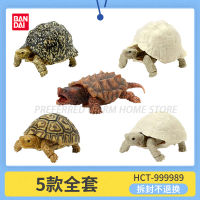 ในสต็อก Bandai ญี่ปุ่น Gashapon ไข่บิ๊กชีวภาพแผนที่ของเต่าจำลองชีววิทยาที่สามารถเคลื่อนย้ายร่วมรุ่น GACHA ของเล่น