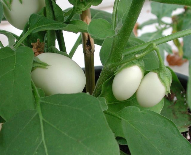 มะเขือ-มะเขือเปราะม่วง-eggplant-seeds-มะเขือแบล๊คไดม่อน-มะเขือไข่เต่าขาว-มะเขือคางกบ