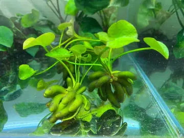 Artificial Plant Leaf Betta Hammock Fish Tank Spawning Rest Bed Aquariums  Decor - Best Price in Singapore - Jan 2024