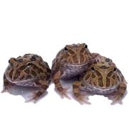 ếch pacman socola dễ nuôi babe