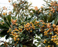 ต้นโลควอท Loquat ปี่แป๋ (Eriobotrya japonica) ขนาด 50-100 ซ.ม.