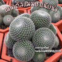 ( Pro+++ )++ [ถูกที่สุด]แคคตัสแมมแม่เฒ่า #ฟอร์มกอ Mammillaria Hahniana แมมฮาเนียน่า เพชร ราคาดี ต้นไม้ ฟอก อากาศ กระถาง ต้นไม้ ไม้ ประดับ ต้นไม้ ปลูก ใน บ้าน