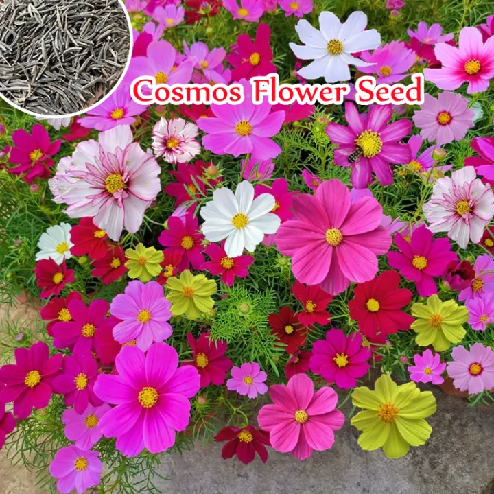 Hot Sale] Singapore Ready Stock High Quality Cosmos Flower Seed for Planting  (100 Seeds Per Bag)