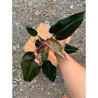 เจ้าหญิงพิงค์พริ้นเซส???Philodendron Pink Princess?ใหญ่ไม่ไหว ถูกที่สุด ติดสีชมพูทุกต้นค่ะ?ต้นพร้อมเลื้อย เลือกต้นได้