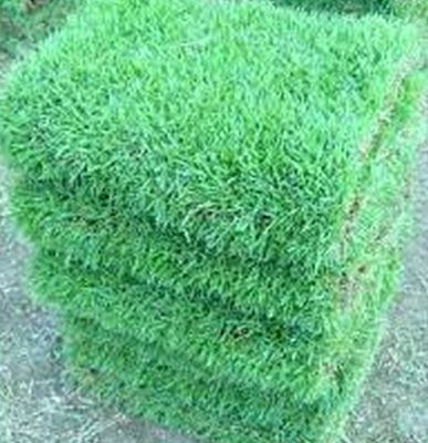 ขายส่ง 100 กรัมหรือ 1 ขีด เมล็ดหญ้านวลน้อย Manila Grass Temple Grass หญ้าปูสนาม สนามหญ้า พืชตระกูลหญ้า เมล็ดพันธ์หญ้า ปูหญ้า ปูสนาม ชนิดหญ้า