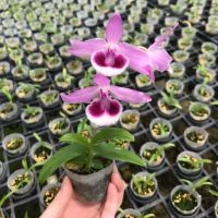 ( Pro+++ ) คุ้มค่า Dendrobium Pink Menter ราคาดี พรรณ ไม้ น้ำ พรรณ ไม้ ทุก ชนิด พรรณ ไม้ น้ำ สวยงาม พรรณ ไม้ มงคล