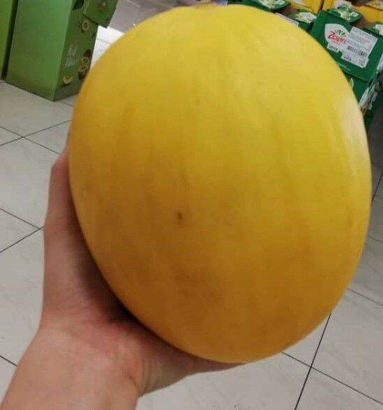 Fresh Fruit Golden Melon 1 Nos (only in Penang) Lazada