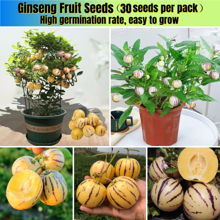 [Easy To Grow In Singapore] 30pcs Pepino Melon Seeds for Planting Ginseng Fruit Seeds 人参果