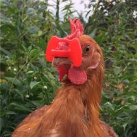 500 Products No bolt chicken glasses Chicken management device Pigeon Quail goggles Anti-pecking glasses