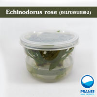 Echinodorus rose (อเมซอนแดงเนื้อเยื่อ)