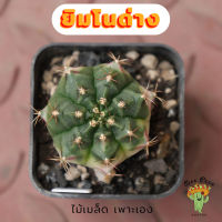 Beepees015 ยิมโนด่าง ไม้เมล็ด Gymnocalycium แคคตัส กระบองเพชร cactus&amp;succulent ขนาด 3.2 ซม.