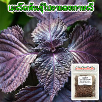 เมล็ดพันธุ์ ใบงาแดงเกาหลี ชิโสะแดง Red Perilla Shiso  บรรจุ 40-100 เมล็ด [10 แถม 1 คละได้]