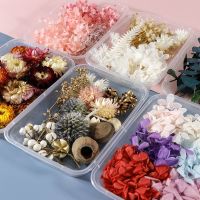 【cw】 1 Dried Flowers Specimen Pressing Materials Accessories Valentine  39;s Day