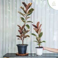 Treeno.9 T1 ยางอินเดียด่างชมพู (Ficus Elastica Ruby Red Variegata) กระถาง 8-10 นิ้ว / สูง 60-80 ซม. / ไม้ประดับ ไม้ดอก ไม้มงคล (ต้นไม้)