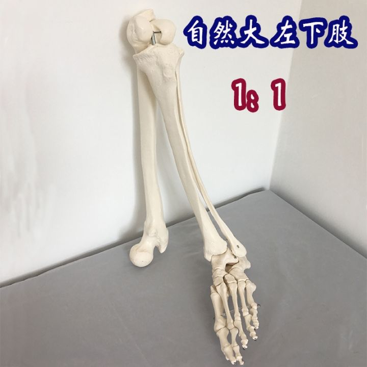 natural-big-adult-upper-arm-on-the-lower-limb-thighbone-human-bone-knuckle-orthopaedic-foot-model-simulation