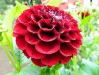 1 หัว/ออเดอร์ รักเร่ Dahlia rhizome สายพันธุ์ Paul Smith หัวรักเร่ ดอกไม้ หัวหน่อ เหง้า นำเข้า เนเธอร์แลน