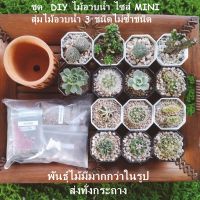 ชุดจัดสวนถาดแคนตัส ไม้อวบน้ำ DIY ไซส์  MINI (Gardening set or Cantus tray )กระถางดินเผา (ทรงกระบอก คละลาย) 3x2 นิ้ว สุ่มแคคตัส 3 กระถาง ไม่ซ้ำชนิด