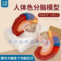 Color color model brain areas points human brain structure model of human brain anatomical model structure