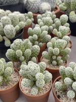 แมมตุ๊กตาญี่ปุ่น Mammillaria gracilis กระถาง 2 นิ้ว ฟอมกอ มีพร้อมจัดส่ง