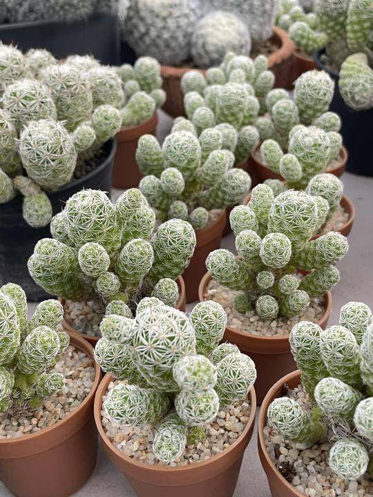 แมมตุ๊กตาญี่ปุ่น-mammillaria-gracilis-กระถาง-2-นิ้ว-ฟอมกอ-มีพร้อมจัดส่ง