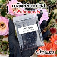 เมล็ดอิชินอปซิส เมล็ดเอไคนอปซิส เมล็ดอิชิ Echinopsis MIX Seeds อิชินอปซิส เอไคนอปซิส เมล็ดแคคตัส