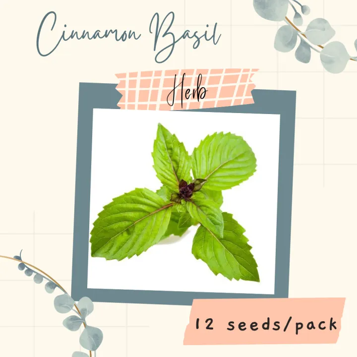 Cinnamon BASIL Seeds for Planting (12 seeds) HERB Lazada PH
