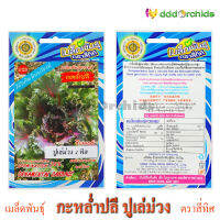 เมล็ดพันธฺุ์กะหล่ำปลี ปูเล่ม่วง 4 ทิศ ; จำหน่ายโดย ร้าน dddOrchids