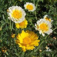 100 เมล็ด เดซี่การ์แลนด์คละสี(ตังโอ๋) - Garland Daisy (Crysanthemum coronarium)