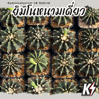 Gymnocalycium LB Hybrid ยิมโนหนามเดี่ยว #แคคตัส กระบองเพชร cactus&amp;succulent