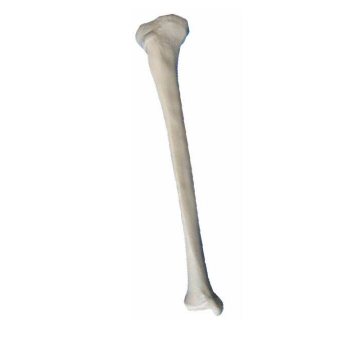 human-body-skeleton-model-of-limbs-long-bone-simulation-of-adult-femur-tibia-fibular-humerus-ulna-radial-shoulder-bones