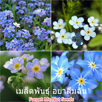 100 แคปซูลต่อแพ็ค Forget Me Not Seeds Flower Seeds เมล็ดพันธุ์ ต้นไม้ประดับ เมล็ดดอกไม้ ต้นไม้ ไม้ประดับ เมล็ด ไม้ดอก พันธุ์ไม้ดอก ต้นดอกไม้ ต้นไม้หายาก ต้น บอนสี เมล็ดบอนสี บอนสีสวยๆ เมล็ดพันธุ์ดอกไม้ อัตราการงอกสูง เมล็ดพันธุ์แท้100% เก็บเงินปลายทาง COD