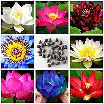 5-เมล็ด-เมล็ดบัว-คละสี-ดอกใหญ่-ของแท้-100-เมล็ดพันธุ์บัวดอกบัว-ปลูกบัว-เม็ดบัว-สวนบัว-บัวอ่าง-lotus-seeds