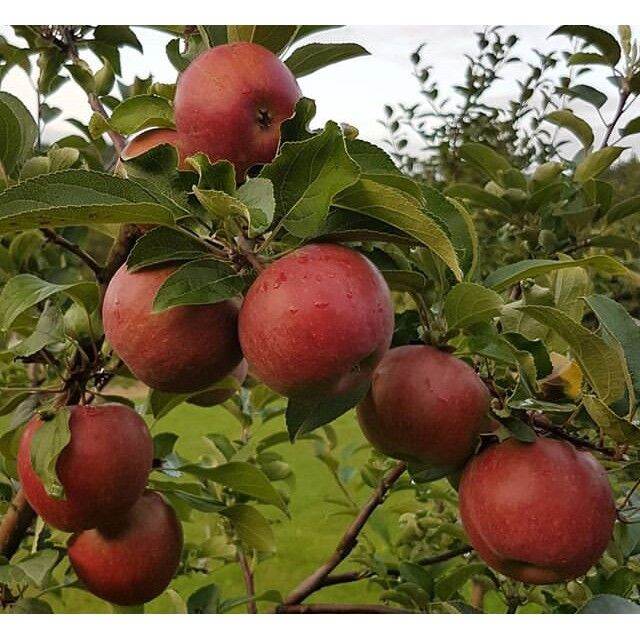 red delicious apple bonsai tree fruit seeds (50 PCs.) Lazada PH