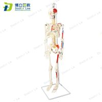 85 cm human body skeleton model neuromuscular start-stop spine with skeleton skeleton yoga teaching human body model