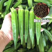 เมล็ดพันธุ์ กระเจี๊ยบเขียวคิมสัน 50pcs Okra Seeds Organic Fresh Vegetable Seeds เมล็ดพันธุ์ผัก พันธุ์ไม้หาย อุปกรณ์เกษตร ต้นไม้ฟอกอากาศ เมล็ดพันธุ์ผัก เมล็ดพันธุ์ผัก เมล็ดผัก เมล็ดพืช ผักสวนครัว ปลูกผัก Plants Seeds for Home &amp; Garden Planting