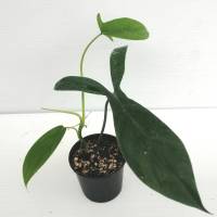 ฟิโลเดนดรอน69686 Philodendron Bette Waterbury 69686 ฟิโลใบทรงหูกระตาย ใบเขียวสวย โตเร็ว