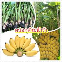 หน่อกล้วยน้ำว้า พันธุ์ปากช่อง 50 (จำนวน 2 หน่อ/แพ็ค)/ ต้นกล้วยน้ำว้าปากช่อง 50 ลำต้นสูง ให้ผลผลิตสูง เครือใหญ่ น้ำหนักเครือ มากกว่า 30 ก.ม.