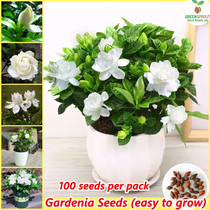 100% Original Seed] 100seeds/pack Potted Gardenia Seeds Cape Jasmine  Fragrant Flowering Plants Seeds Bonsai