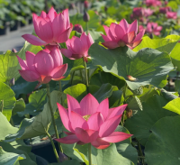 5 เมล็ด บัวนอก บัวนำเข้า บัวสายพันธุ์ Red Xibeipo LOTUS สีแดง สวยงาม ปลูกในสภาพอากาศประเทศไทยได้ ขยายพันธุ์ง่าย เมล็ดสด