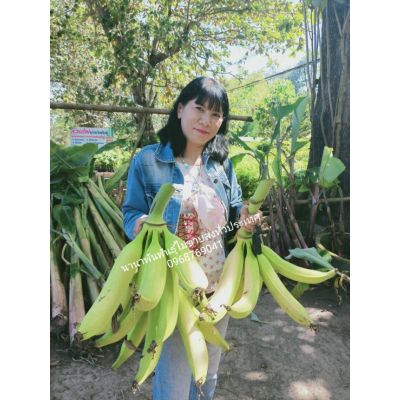 โปรโมชั่น+++++ #ต้นหน่อกล้วยงาช้าง กล้วยลูกใหญ่ ยาว หน่อสวยพร้อมปลูกค่ะ ราคาดี ต้นไม้ ฟอก อากาศ กระถาง ต้นไม้ ไม้ ประดับ ต้นไม้ ปลูก ใน บ้าน
