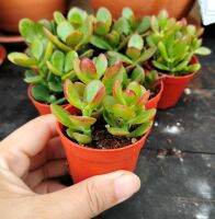 Without shop (ต้นไม้จริง) ต้นคลาสซูล่า ( Crassula Ovata หรือ money plant ) ต้นดูดทรัพย์ และฟอกสารพิษ ขนาดกระถาง 2 นิ้ว