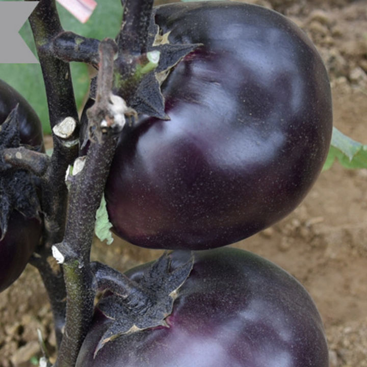 เมล็ดมะเขือกลมม่วงดำ-500เมล็ด-eggplant-seeds-เมล็ดมะเขือม่วง-เมล็ดมะเขือดำ-เมล็ดมะเขือกลมดำ