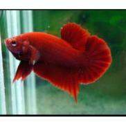 Cá betta super red trống 28k con. cá sung khỏe đã form đủ ngày