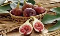 พันธุ์ long daout Figs Plant ต้นมะเดื่อฝรั่ง Figs ต้นสมบูรณ์มาก รากแน่นๆ มีผลขนาดใหญ่ จัดส่งพร้อมกระถาง 6 นิ้ว ลำต้นสูง 50 ซม