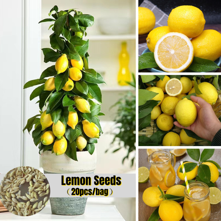 100% Original Lemon Fruit Seeds for Sale (20pcs Seeds for Planting ...