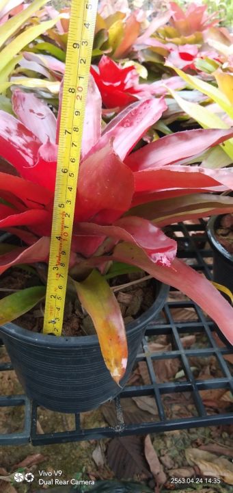 สับปะรดสี-neo-super-bromeliad-ไม้ยอดนิยม-ไม้ประดับทนแล้ง-จัดส่งพร้อมกระถาง8นิ้ว