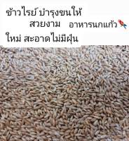 ข้าวไรท์ ข้าวไรย์ 1กิโลกรัม สำหรับนกเล็ก และแฮมเตอร์ นำเข้าจากแคนาดา