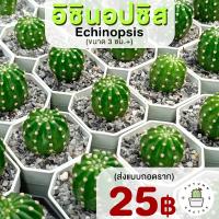 โปรโมชั่น  อิชินอป กระบองเพชร แคคตัส Echinopsis ขนาด 3 ซม.+ (จัดส่งแบบถอดราก)  ราคาถูก  แคคตัส กระบองเพรช ตะบองเพรช ไม้จิ๋ว ไม้ตั้งโต๊ะทำงาน ไม้ประดับ ไม้มงคล ไม้ดอก