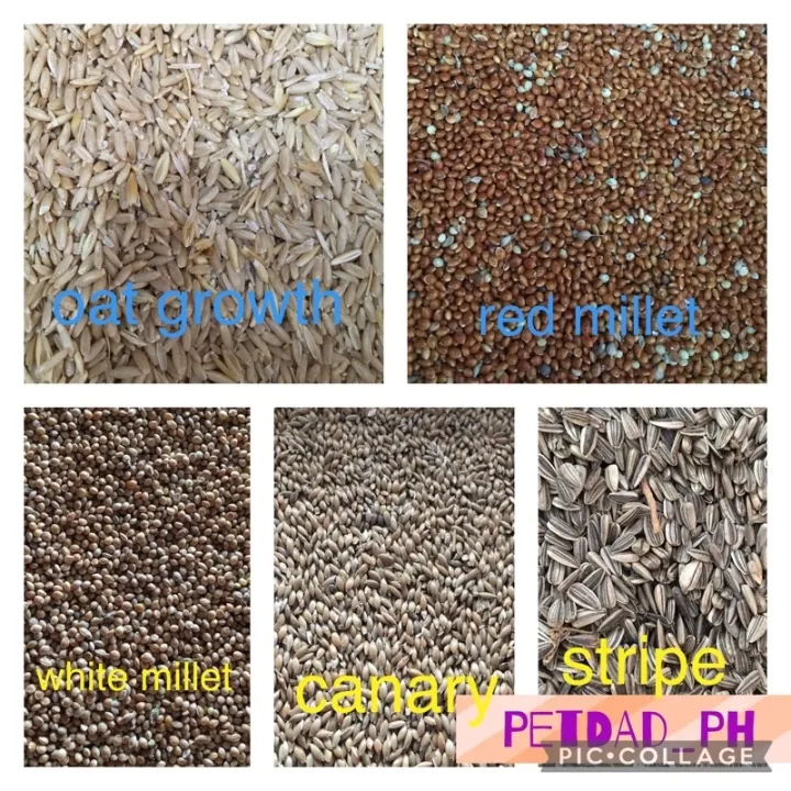 Bird Seeds White Millet Red Millet Oat Growth Canary Sunflower Stripe