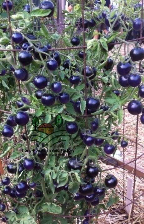 มะเขือเทศ-เมล็ดพันธุ์มะเขือเทศเชอรี่ม่วง-indigo-tomato-seeds-ราคาถูก-ปลูกง่าย-โตไว-บรรจุ-10-เมล็ด